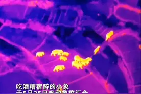 一路“象”北，野象群即将被劝返？红外热成像技术凭什么出圈？图片
