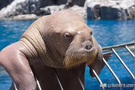 海象的求偶与交配，浴血奋战十几天后又连续交配图片