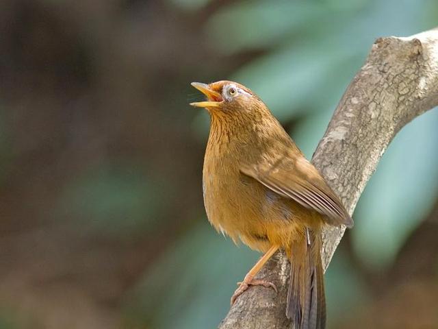 画眉鸟怎么分公母 图解,画眉如何判别公母? - 冷求网