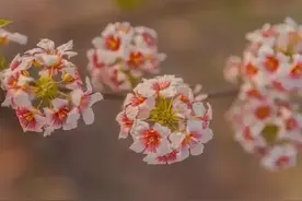 70岁老人自述：进养老院1个月，精神已经崩溃，每天活在痛苦之中图片