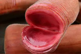 鹿茸片售假内幕全揭秘，看后分辨真假鹿茸片应该轻而易举图片