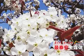 宁阳万亩梨花盛开！游客一律步行进山图片