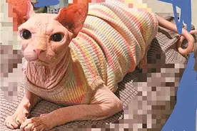 名贵无毛猫走失 渠县女子悬赏万元寻找“外星人”图片