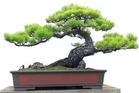 这几种常见的“树木”，适合做成盆景，树姿优美、观赏性强图片