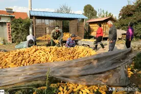 东北农村8姐弟：最大84最小60，齐心孝敬百岁老母有活一起干图片