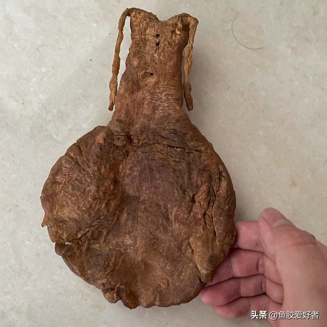 鳘鱼胶是花胶吗 2026年鰽鱼胶花胶效果怎么样