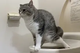 主人撞见猫咪在马桶上便便，动作熟练！网友：赶紧拿给我家狗看图片