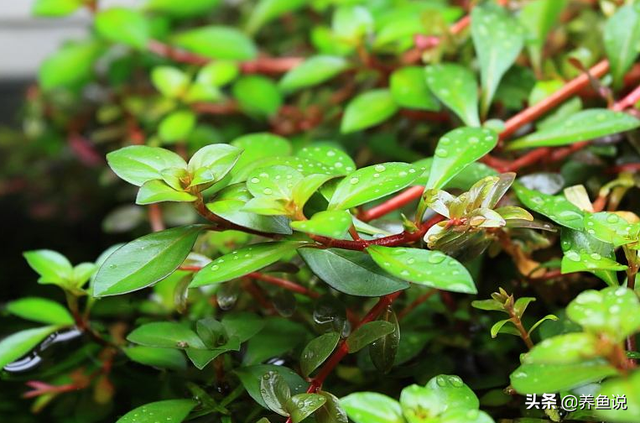 请问在鱼缸里怎样种植水草（水草入鱼缸养不活原因如下）