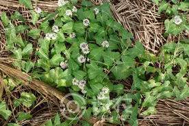 每日一草：萝藦图片