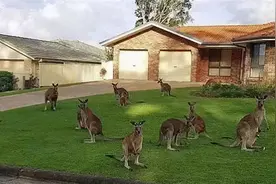 华人天天喊着“土澳”，竟然被他们发现了！还上了本地新闻图片