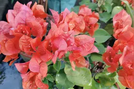 春季三角梅新芽萌发，出室后还有三点养护要做，别疏忽图片