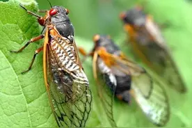 248.亲子英语：英语里叫有各种说法，先看叽叽喳喳地叫怎么说图片