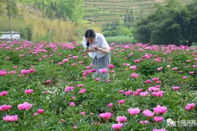 全部免费！千亩芍药、500亩油牡丹花开成海… 周末约起图片
