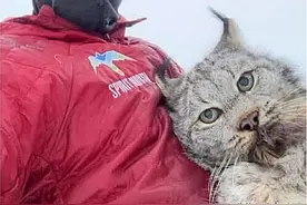 猞猁偷鸡被逮个正着，拎着脖子游街拍视频，面子都丢光了图片