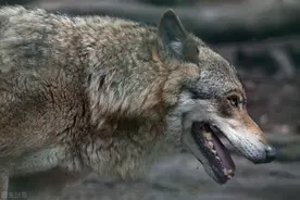 狼性：13岁姑娘进山救下断腿母狼，危难时刻它用生命报答姑娘图片