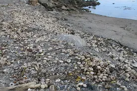 4.4万“灵兽”入侵日本直逼东京！每年猎捕超5000头，危害多大？图片