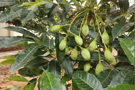 东莞1小时车程，兰溪村后面也是小公园，小孩摘荔枝玩山水没问题图片