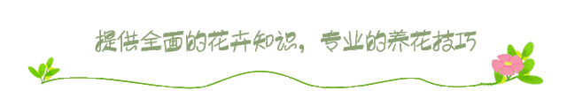 山药什么时候种（山药当成盆栽养）