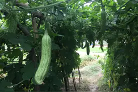 苦瓜“畸形瓜”产量低？适时播种是关键，2步管理提高商品性图片