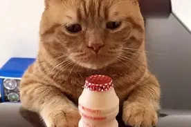 愁眉苦脸的小橘猫图片