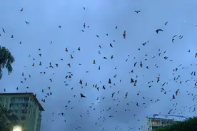 德阳出现大量蝙蝠，在空中盘旋如同蝗灾，究竟是怎么回事？图片