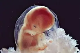 人体有多少卵细胞，受精卵是如何形成的？图片