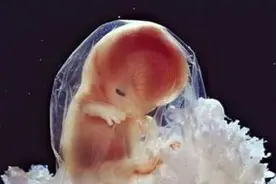 人体有多少卵细胞，受精卵是如何形成的？图片