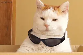 让你走路带风的时尚太阳眼镜，防护时髦两不误图片