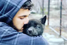 捡的“小狗”长大变野狼，但从小跟狗一起生活，也爱跟主人撒娇图片