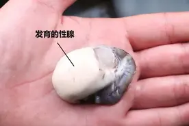 人类为了把生蚝吃得更爽，竟然阻止生蚝“谈恋爱”？图片