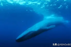 寻找网络最受欢迎的鲸鱼——“52赫兹鲸”图片