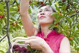 摘杨梅咯！宁波余姚杨梅全面开摘，采摘期预计持续一个月图片