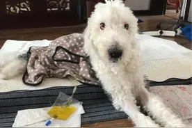 曾经聪明可爱的福宝图片
