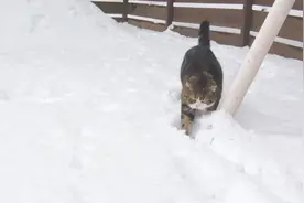 雪花铺满大地，猫咪走在雪地里：好嗨哦，感觉人生已经到达了高潮视频封面