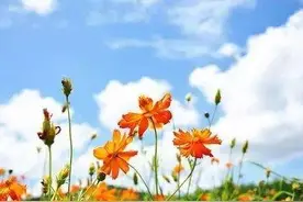 乡村奇闻：荒唐的母爱（微小说）图片