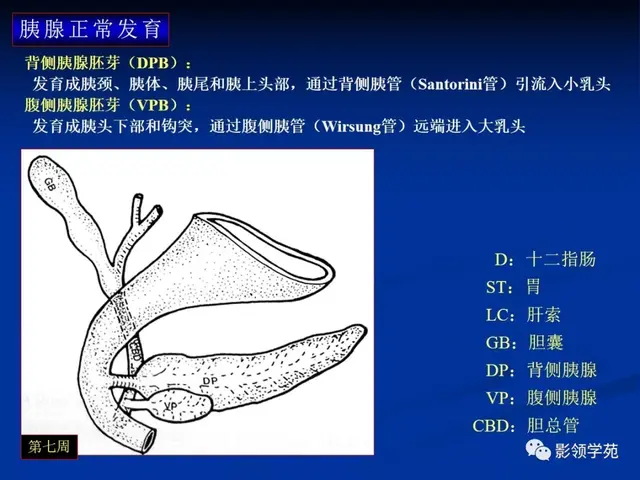 胰腺的解剖与常见变异
