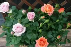 月季促开花，从3个基本点入手，花芽分化加速，连续开两茬图片