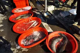 不良鱼贩往水里加柴油，快死的鱼又活蹦乱跳图片