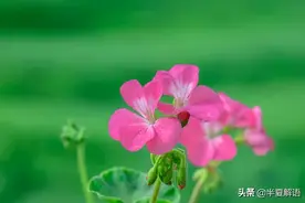 “儿媳不辞职，我不住院”婆婆带外孙六年，生病却让儿媳辞职伺候图片