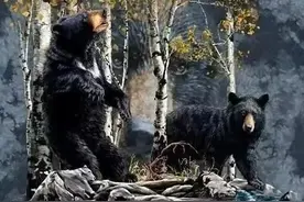 观察能力测试：看图找熊，找出2只傻，5只普通，6只以上是天才图片