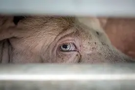 他拍下屠宰场里动物的眼泪，这些照片让许多人放弃吃肉图片