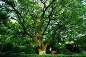 每天认识一种植物——香樟图片
