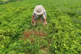 种植花生时，要把花生秧踩倒，原因竟然是为了果实更好？图片