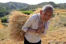山西农村收麦正忙 用摄影作品记录百姓生活 感受到粒粒皆辛苦图片
