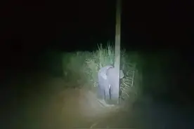 偷吃甘蔗，躲在电线杆后的小象成网红，网友：我没有看到它图片