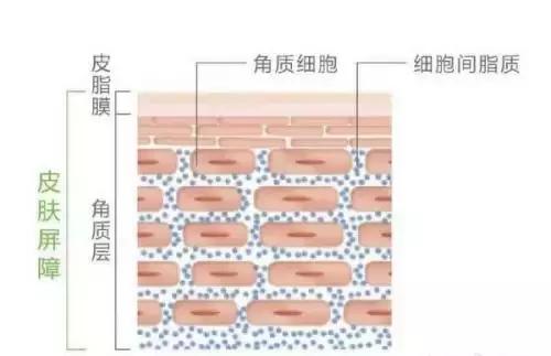 滚蛋吧，敏感肌