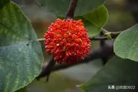 我最爱的时令菜，绿油油的楮树揪子，念念不忘的童年味道。图片