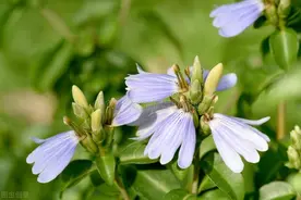 中药对肝肾有损害吗？中药能长期吃吗？这篇文章就能讲清楚图片