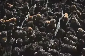 3000万买的藏獒，沦为流浪犬后，被运往狗肉店图片