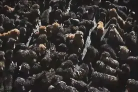 3000万买的藏獒，沦为流浪犬后，被运往狗肉店图片